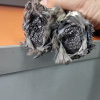 石墨盤根生產廠家